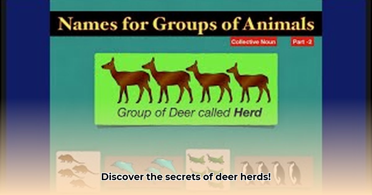 deer-herd-collective-nouns